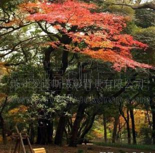 供应数码写真pp纸背景 防水 耐用_传媒、广电_世界工厂网中国产品信息库
